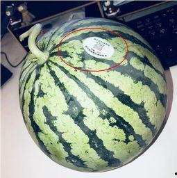 叔叔带网红吃瓜,一场美食与娱乐的盛宴