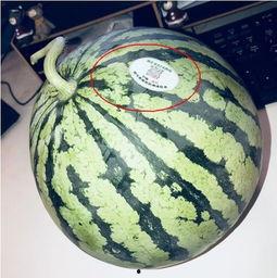 网红麻将吃瓜,吃瓜群众围观牌桌上的明星较量