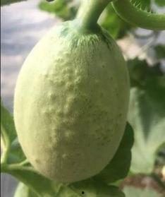 7网球吃瓜,一场别开生面的7网球吃瓜大赛