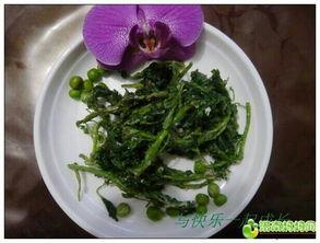 舌尖上的菊花吃瓜网,揭秘菊花美食的独特魅力